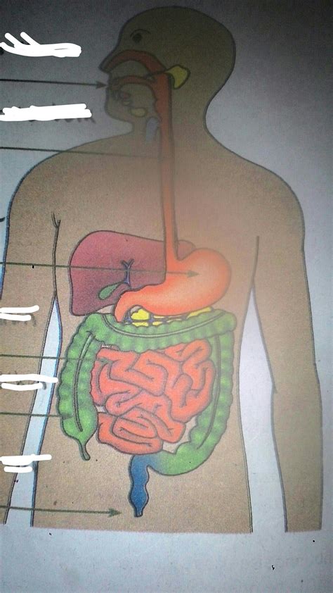 Urutan Organ Perkemihan Manfaat Dalam Pembuatan Makalah Ini Riset