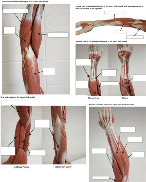 Muscles Of The Upper Limb Diagram Quizlet