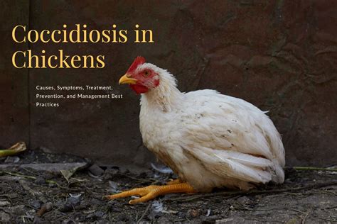 Coccidiosis In Chickens Causes Symptoms Treatment Prevention And