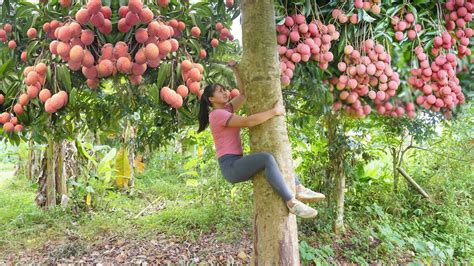 Harvesting Lychee Fruit Chicken Eggs Fruit Go To Market Sell