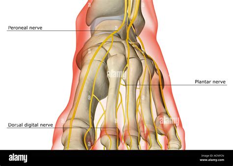 The nerves of the foot Stock Photo - Alamy