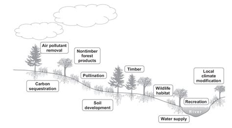 Ecosystem Services – Conservation Techniques