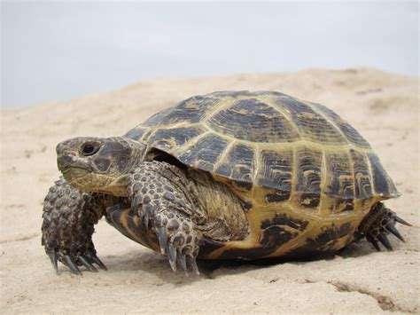 Russian Tortoise Care Sheet Reptiles Cove