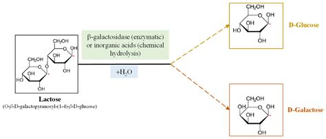 Beta Galactosidase Diagram