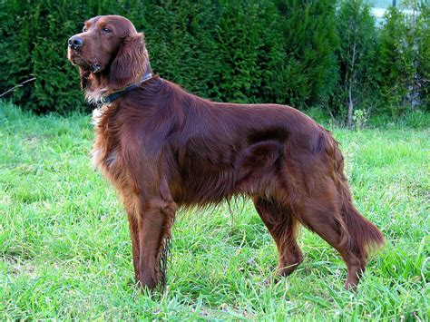 Irish Setter - Animal Corner