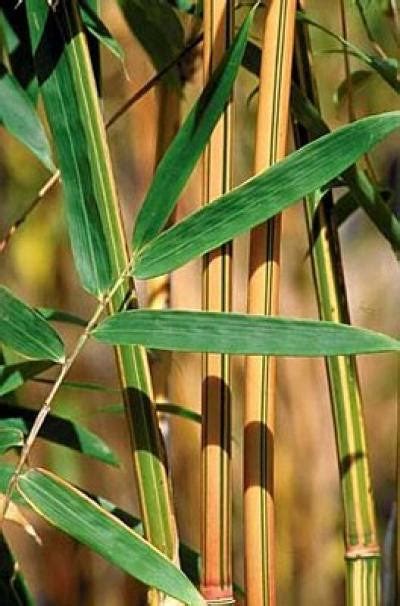 Alphonse Karr Bamboo Plants - Bambusa Multiplex · Bamboo Plants Online