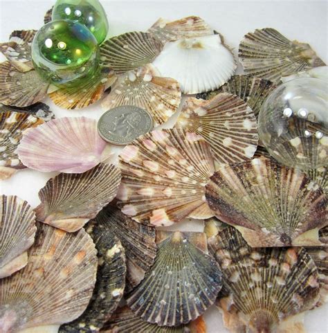 Flat Mexican Scallop Seashells Beach Wedding Scallop Shell Flat