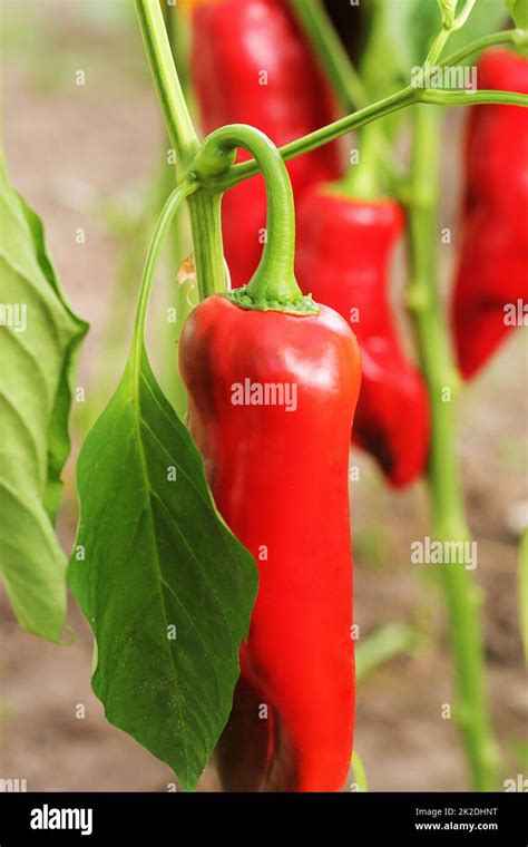 Fresh Red Sweet Bell Pepper Plants Growing In Plantation Stock Photo