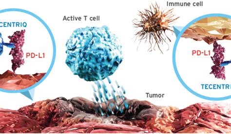 Immunotherapy Meyer Cancer Center