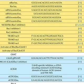 Role of Elmo1/Rac1 signaling during zebrafish Schwann cell development ... 