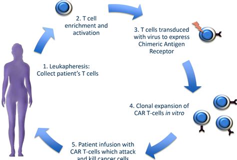 Chimeric Antigen Receptor T Cell Therapy And Imaging Applications For Large B Cell Lymphoma