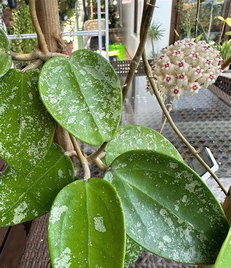 Hoya Parasitica Splash Heart Leaf Hoya Verticillata Splash Rare Hoya