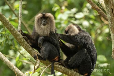 Lion Tailed Macaques Grooming Photograph By Dr P Marazzi Science Photo