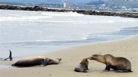 Hundreds Of Sick Sea Lions Filling California Beaches This Holiday