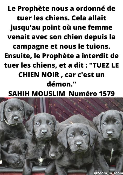 le préfet du 99 ابو صطا on Twitter Pour allah Chien noir