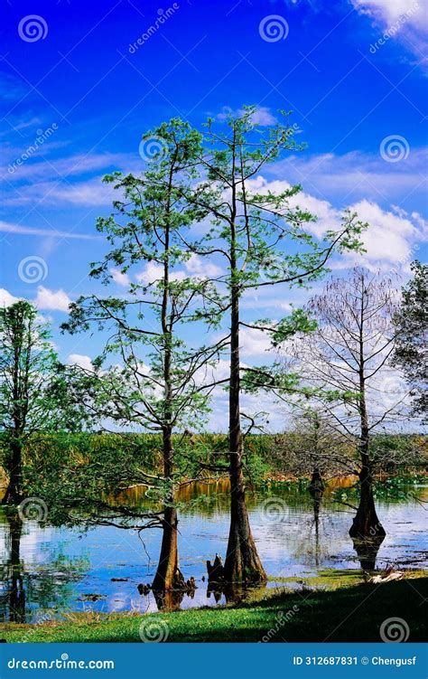 The Landscape Of Lake Parker In Lakeland Florida Stock Image Image