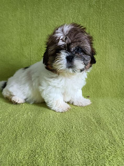 Shih Tzu Szczeniak Cepno OLX Pl