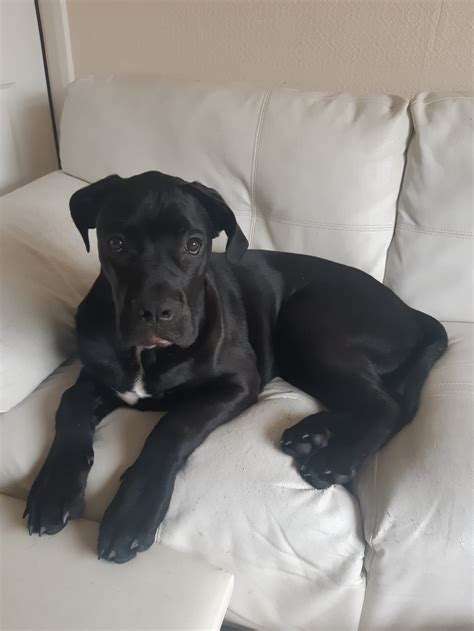 Cane Corso Puppy 6 Months Old Very Handsome Very Friendly Ukpets