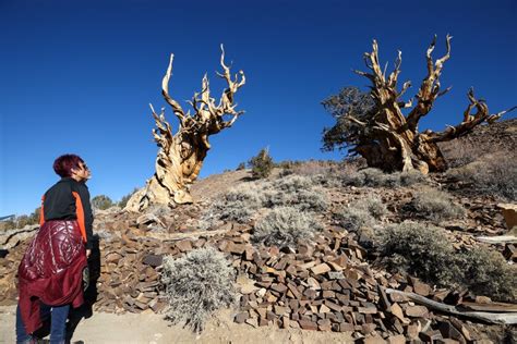 California S Methuselah Bristlecone Pine May No Longer Be The World S