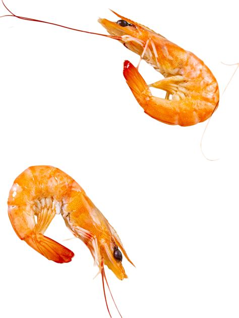 รูปอาหารกุ้งทะเล Png อาหารทะเล กุ้ง อาหารภาพ Png สำหรับการดาวน์โหลดฟรี