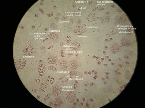 Stages Of Meiosis Microscope