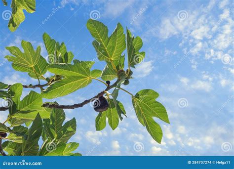 Ramas De Higuera Con Hojas Y Frutos Frente Al Cielo Azul Foto De