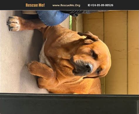 Adopt Saint Bernard Rescue Santa Ana Ca