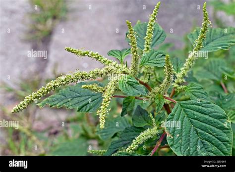 Green Amaranth Flowers Detail Amaranthus Hybridus Edible Weed Stock