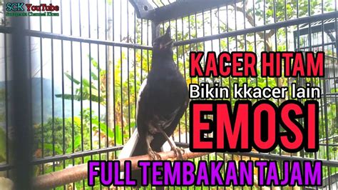 Kacer Dahit Gacor Tarung Konslet Nembak Buka Ekor Pancingan Efektif