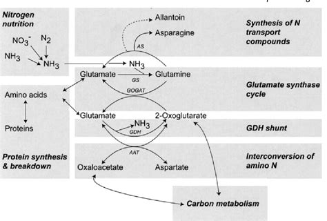 The Role Of Glutamine Synthetase And Glutamate Dehydrogenase In