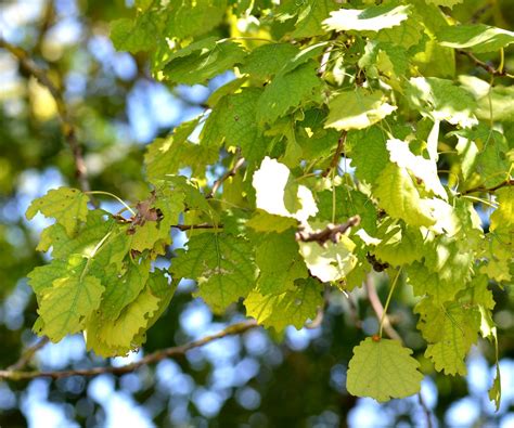 Populus Tremula L Zitterpappel Ngid Naturgucker De