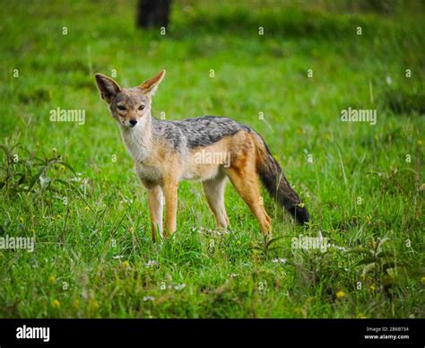 Carnivora Canidae Canis Mesomelas Schmidti Mammal Jackal Wild