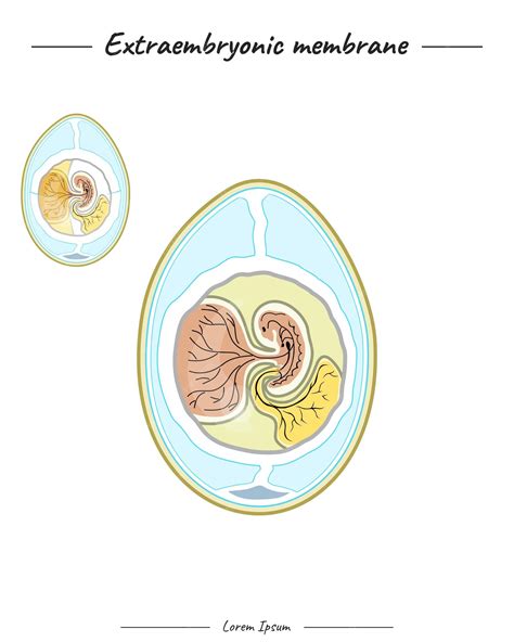 Premium Vector | Extraembryonic membrane template