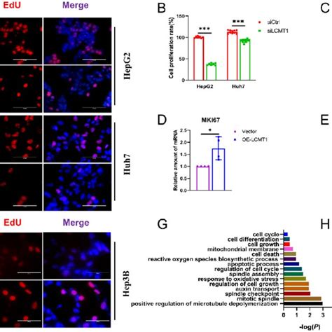 Lcmt Promoted The Proliferation Of Hcc Cells A And B The Effects Of