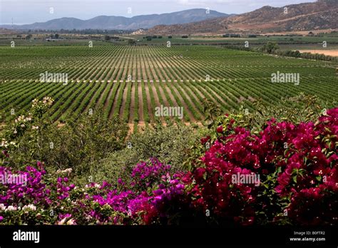 A view of the vineyards of L. A, Cetto winery near Ensenada Mexico ...