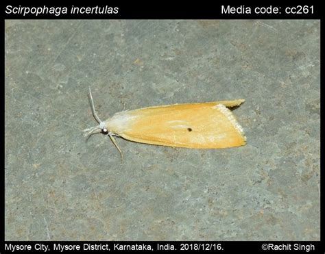 Scirpophaga Incertulas Walker 1863 Yellow Stem Borer Moths