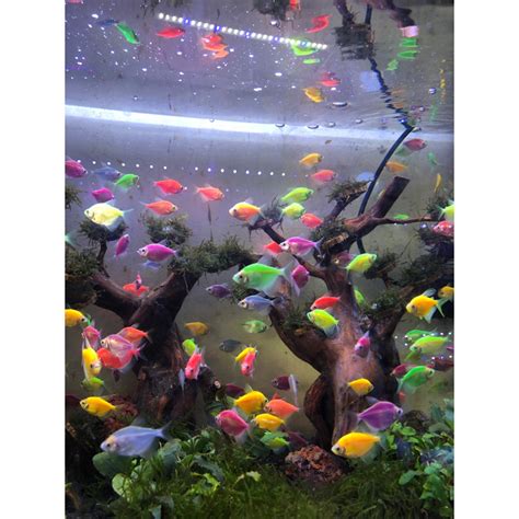 Jual IKAN HIAS AIR TAWAR GLOWFISH WARNA WARNI Shopee Indonesia