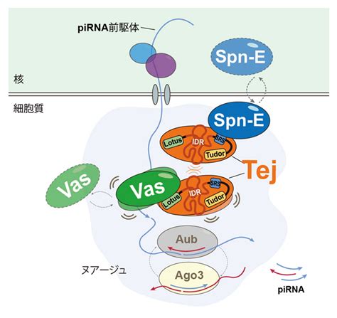 生殖ゲノムを守る「雲（ヌアージュ）」を形成する機構を解明 大阪大学 大学院 生命機能研究科