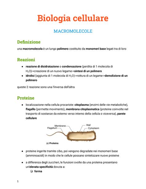 1 Macromolecole Citologia E Istologia Prof Biggiogera Biologia