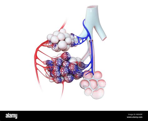 Illustration Of The Human Alveoli Stock Photo Alamy