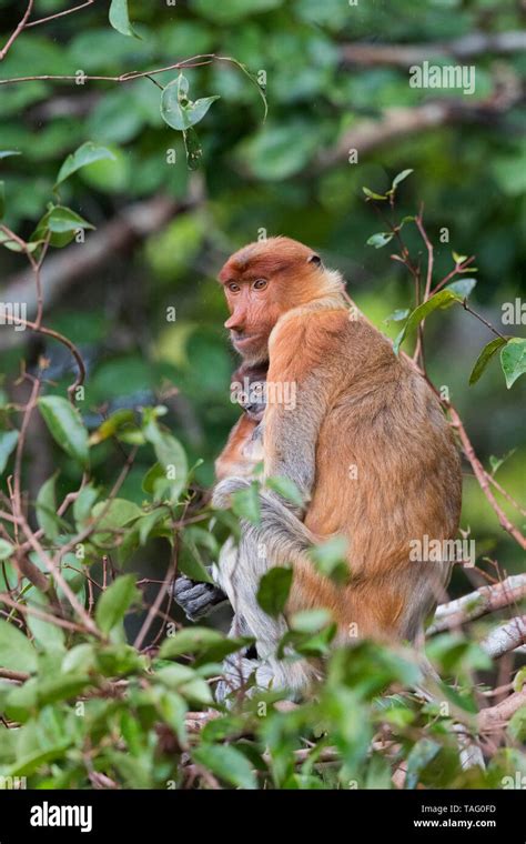 Proboscis Monkey Or Long Nosed Monkey Nasalis Larvatus Adult Female