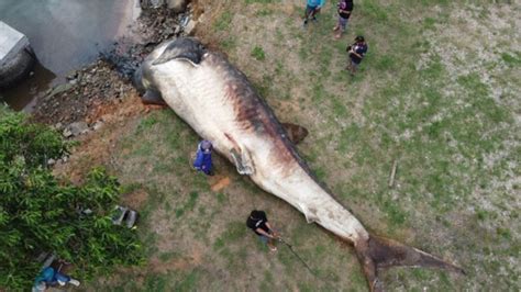 Tubarão baleia de 12 toneladas é encontrado morto no ES