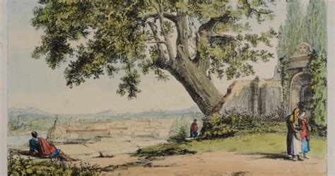 L Albero Del Poeta La Quercia Del Tasso Al Gianicolo Museo Di Roma