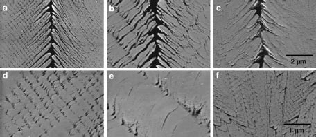 Scanning Electron Micrographs Of Cross Sections Perpendicular To The