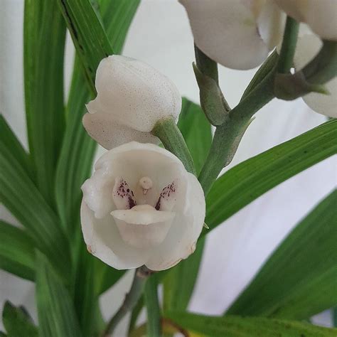 Orquídea Pomba Ou Espírito Santo Peristeria Elata Orquídeas And Cia