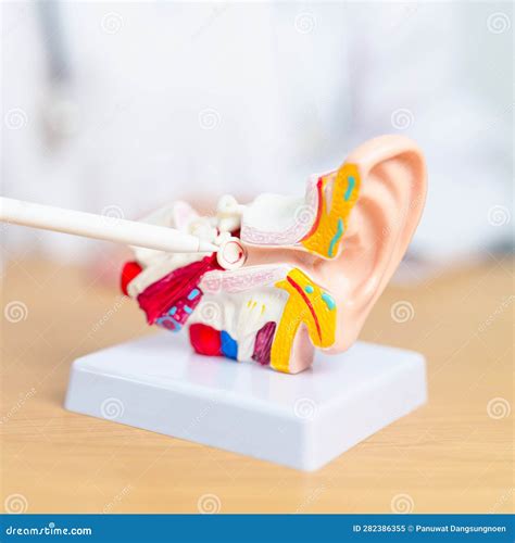 Doctor With Human Ear Anatomy Model. Ear Disease, Atresia, Otitis Media