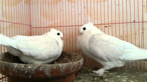 Oriental Frill Satinette Pigeon Video Youtube