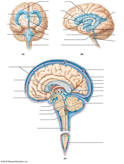 Diagram Quizlet