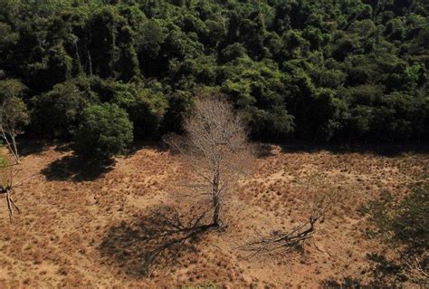 Robb Edwards On Twitter Amazon Deforestation Drops In Lulas