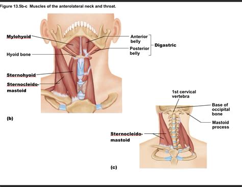 Muscles Of The Anterolateral Neck And Throat Diagram Quizlet